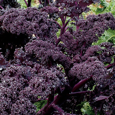 ORNAMENTAL KALE Purple Moon